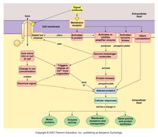 Summary of signal transduction systems.