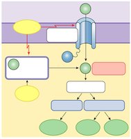 Calcium signaling pathway.