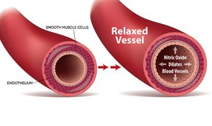 Nitric oxide causes vasodilation.