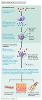 Mechanism of an Acute Allergic Response