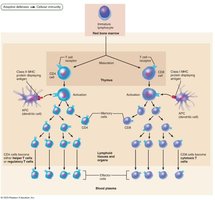 Major Types of T Cells