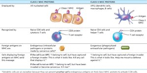 Role of MHC Proteins in Cellular Immunity
