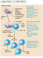 Clonal Selection of T Cells