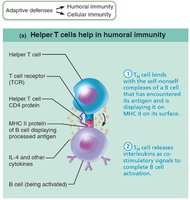 Helper T Cells in Humoral Immunity
