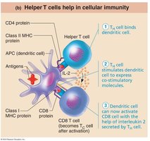Helper T Cells in Cellular Immunity