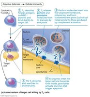 Cytotoxic T Cells Attack Infected and Cancerous Cells