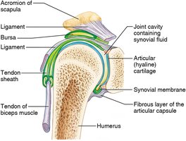 Structure of a synovial joint