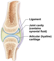 Structure of a synovial joint (simplified)