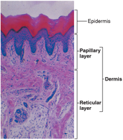 Light micrograph of the two layers of the dermis
