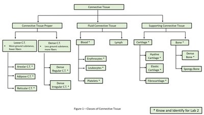 Classes of Connective Tissue chart