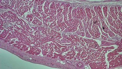 Dense Irregular Connective Tissue microscope slide