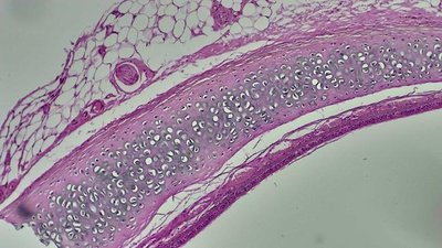 Hyaline Cartilage microscope slide