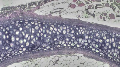 Elastic Cartilage microscope slide