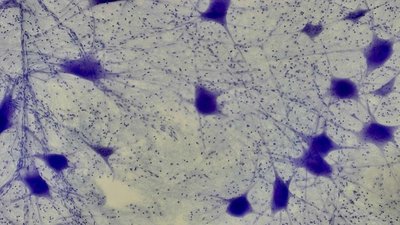 Nervous Tissue microscope slide