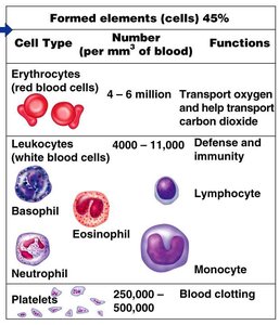 Table of formed elements: cell types, numbers, and functions