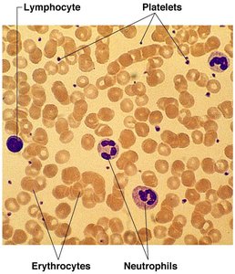 Photomicrograph of a blood smear with labeled cell types