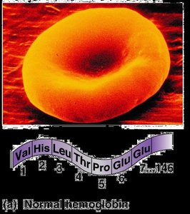 Normal erythrocyte and hemoglobin sequence
