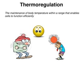 Thermoregulation cartoon and definition