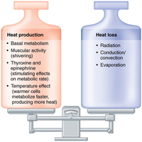 Balance of heat production and heat loss