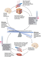 Diagram of body temperature regulation mechanisms