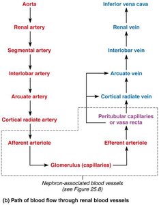 Flowchart of blood flow through renal blood vessels