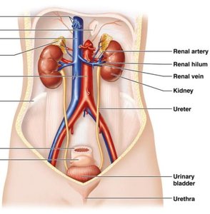 Diagram of urinary system organs and their anatomical relationships