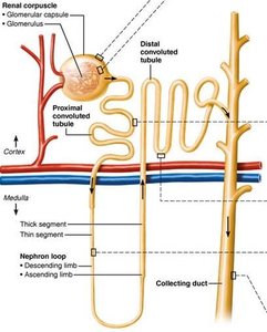 Nephron loop (thin-segment) cells