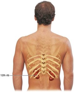 Posterior view showing kidney location relative to the ribs