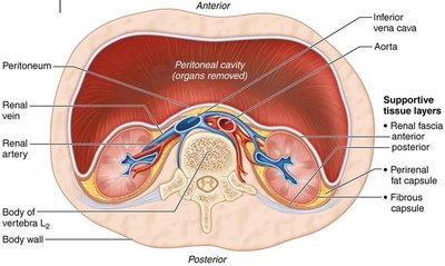 Cross-section showing supportive tissue layers around the kidney