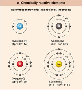 Chemically reactive elements: Hydrogen, Carbon, Oxygen, Sodium with incomplete valence shells.