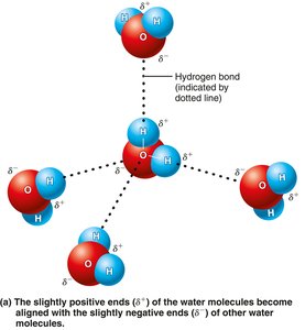 A water strider can walk on a pond because of the high surface tension of water, a result of hydrogen bonds.