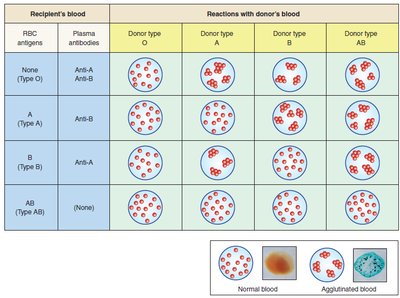 Table of blood typing reactions