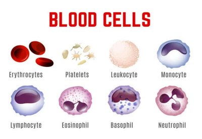 Types of blood cells: erythrocytes, platelets, leukocytes, monocytes, lymphocytes, eosinophils, basophils, neutrophils
