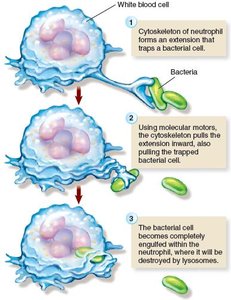 Diagram of neutrophil phagocytosis