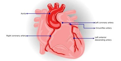 Coronary arteries of the heart