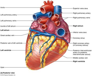 Coronary veins and arteries, posterior view