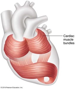 Cardiac muscle bundles in the myocardium