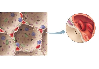 Detailed anatomy of the respiratory membrane