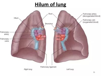 Hilum of the lung