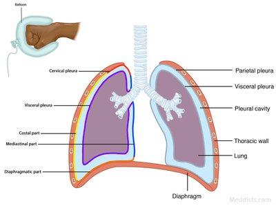 Pleural membranes of the lung