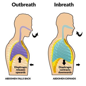 Muscles of respiration