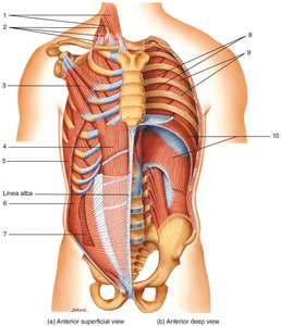 Table of respiratory muscle functions