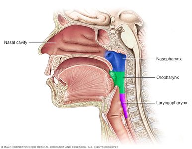 Larynx anatomy