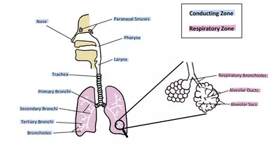 Diagram of respiratory system zones