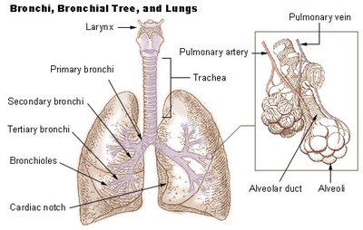 Bronchial tree and lungs