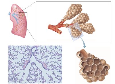Alveoli and respiratory membrane
