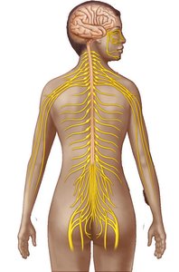 Diagram of nervous system organization