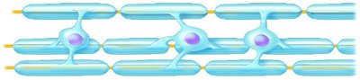 Oligodendrocytes forming myelin sheaths