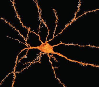 Structure of a typical neuron