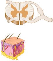 Sensory neuron impulse from skin